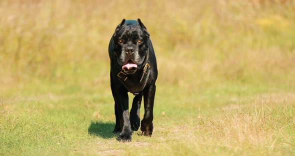 Black Cane Corso Dog Wears In Special Clothes Go Towards Camera Outdoor In Park