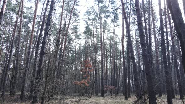 Forest Landscape Aerial View Slow Motion