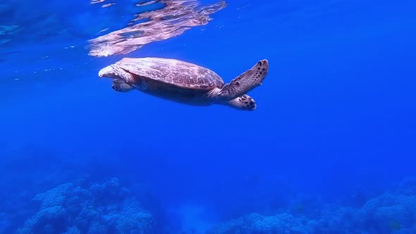Turtle Breathing Blue Water