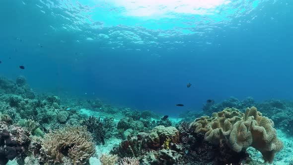 Coral Reef and Tropical Fish. Panglao, Philippines