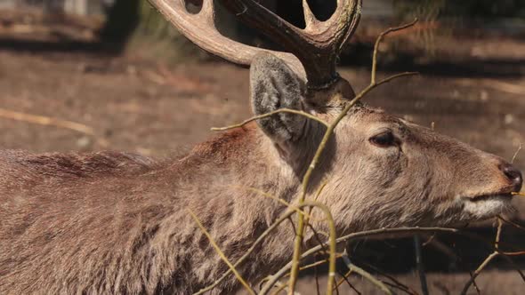 A beautiful deer with antlers eats tree branches and bark.