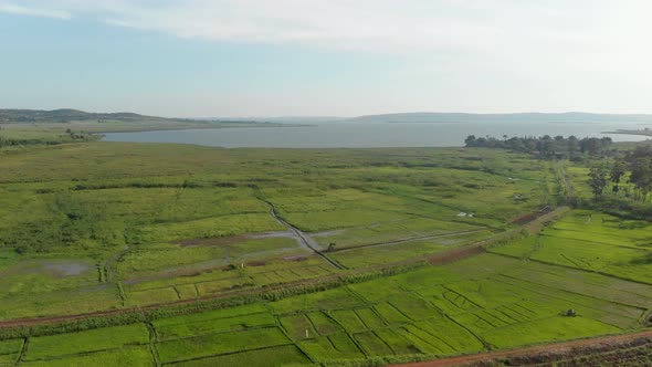 Landscape aerial shot of rice fields on the edge of Lake Victoria in Africa.