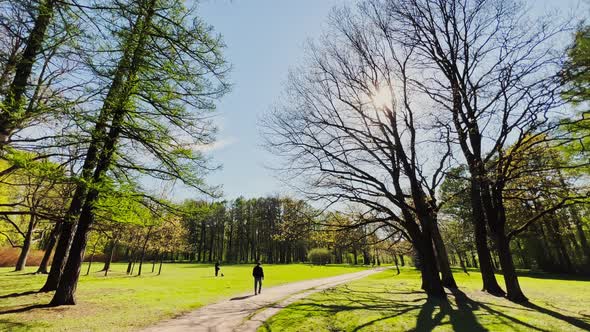People is Walking in the Green Natural Park on a Sunny Spring Day Green Lawns Backlight