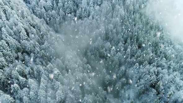 Flying Over the Winter Forest in the Snow. Real Snow Storm in Winter. Aerial View. UHD, 