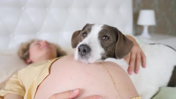 Funny Dog Waiting For Baby Lying On Pregnant Belly. Closeup