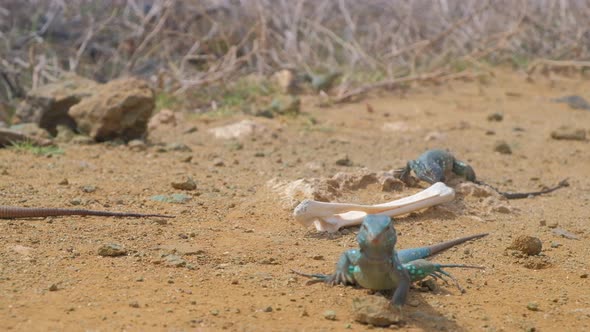 Many Whiptail lizards or blau blau crawling around bone from dead carcass in arid desert landscape,