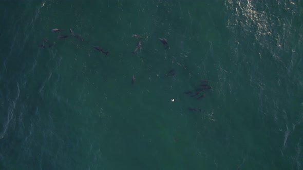 Top View Of Pod Of Bottlenose Dolphins Swimming In The Tasman Sea At Daytime - drone shot