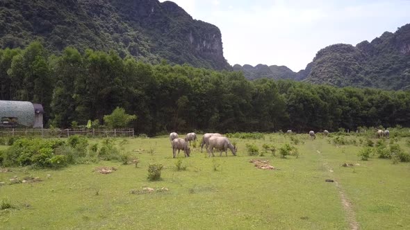 Farmland with Buffaloes Herd Eating Fresh Grass Upper View