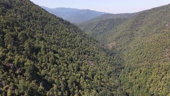 Forest Background