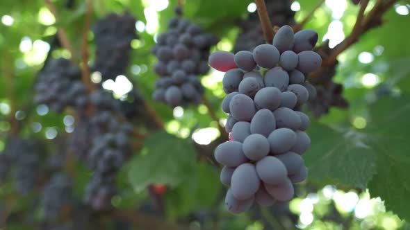 The Sun's Rays Shine Through the Bunches of Grapes