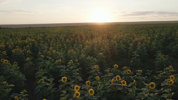Field of Sunflowers at Sunset Taken From a Drone Flying