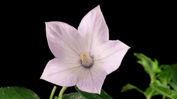 White Beautiful Summer Platycodon Flower Opening Blossom in Time Lapse on a Black Background