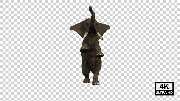 Elephant Standing On Hind Legs Front View