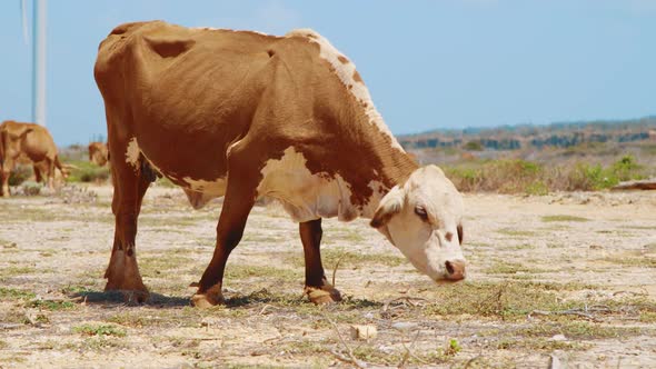 Skinny cow grazing in a tropical desert, SLOW MOTION