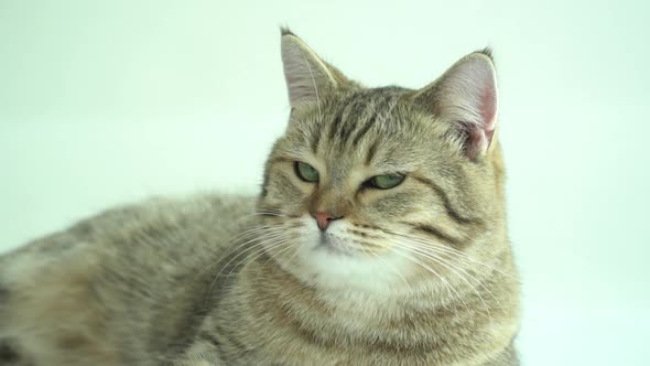 Close Up Of British Cat Lying On White Background