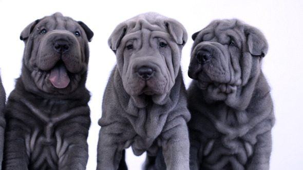 Four Shar Pei Puppies Sitting in the Studio