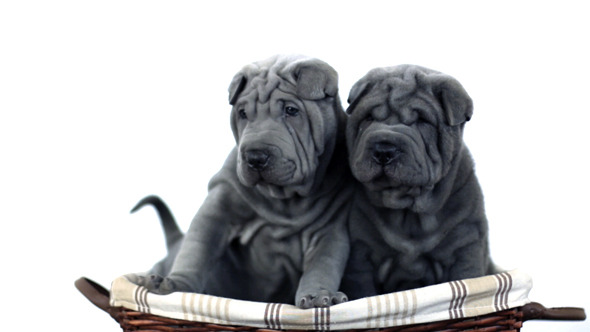 Two Shar Pei Pups Sitting in a Basket