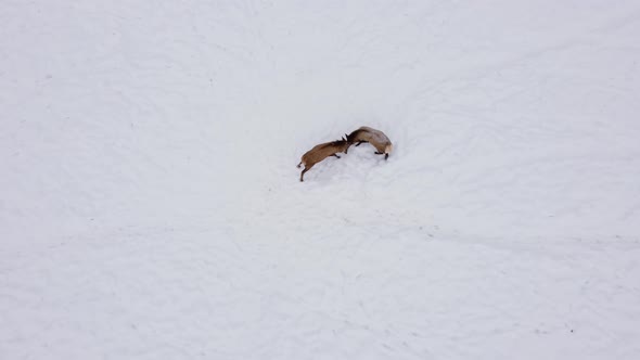 young elk bulls jousting and practising amazing view winter