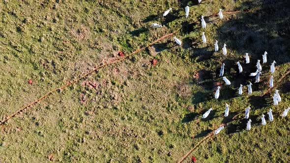 Aerial shot of cattle breeding, nelore, drone, bird's eye