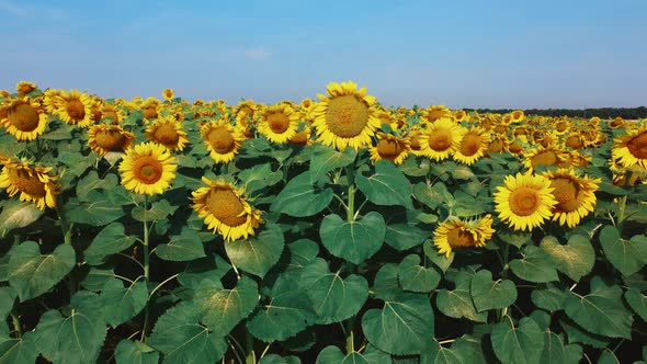 Sunflower Flowers Close Up