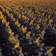 Flying Backwards Above Sunflowers - VideoHive Item for Sale