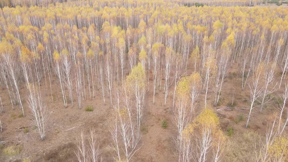 Trees in the Autumn Forest in the Afternoon