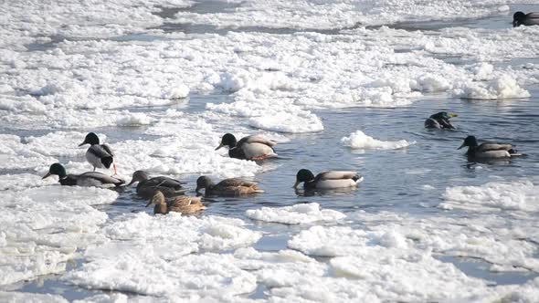 Ducks Swim on the Surface of the Water in the Winter Among Snow