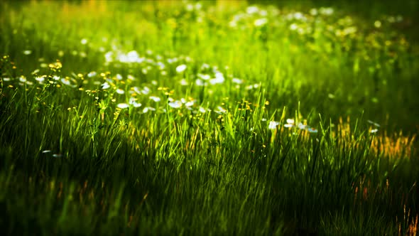 Field with Green Grass and Wild Flowers at Sunset