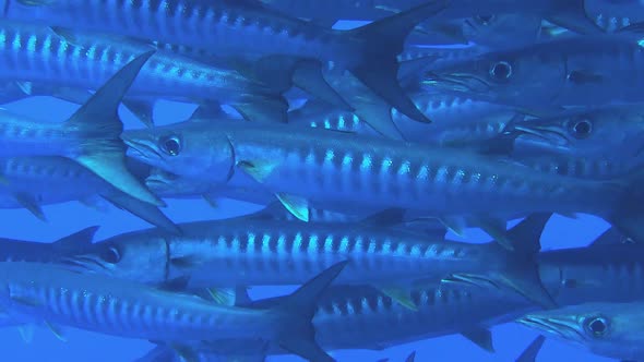 close up shot of a school of barracuda at a coral reef