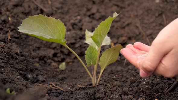 Farmers Hand Pours Water on Small Sprouts of Cabbage on Fertile Soil. Slow Motion. Conservation of