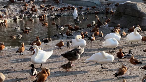 Ruddy Shelduck Piebald and Ducks Swim in Thawed Areas on a Lake