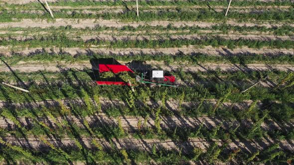 Hop Harvest or Hop Picking with Tractor Aerial View