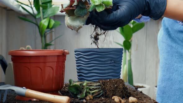 Woman Gardener Hands Transplantion Violet in a Pot