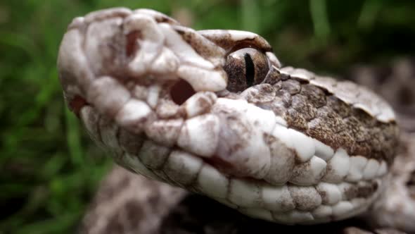Slow motion snake bite strike massasauga rattlesnake