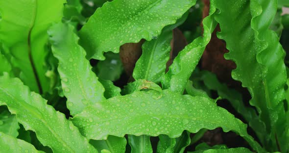Close Up of Water Drops Covering Fresh Green Leaves