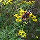 A Butterfly Sits On A Tansy Flower And Eats Nectar - VideoHive Item for Sale