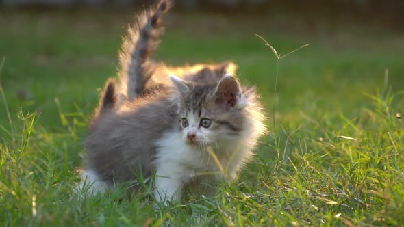 Cute Persian Kittens Playing On Green Grass