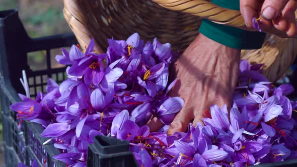 Collected view of harvested saffron flowers.