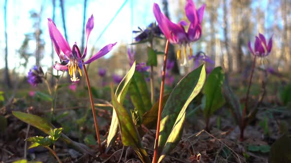 Erythronium Sibiricum