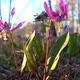 Erythronium Sibiricum - VideoHive Item for Sale