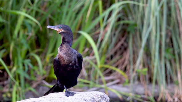 A black neotropic cormorant resting on a rock with one feet while looking around surrounded by natur