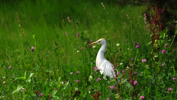 Western Cattle Egret