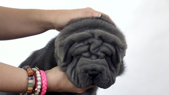 Shar Pei Puppy Petted by its Owner