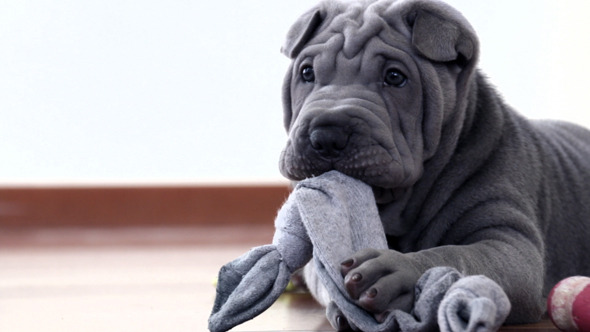 Shar Pei Pup Playing with its Rag