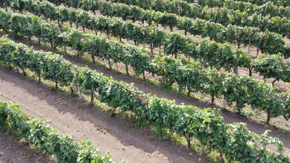 Vineyard Plantation