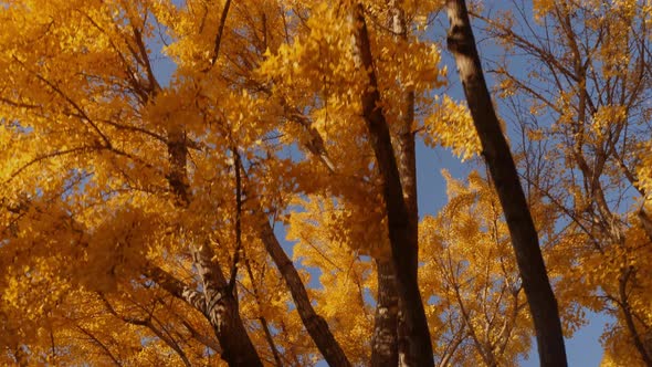 The bright yellow leaves of the Ginkgo Biloba tree in autumn