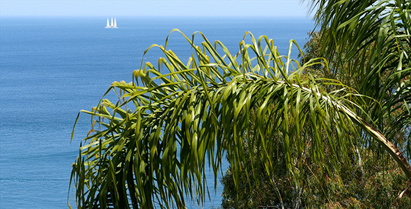 Palm, Sea And White Sail alt