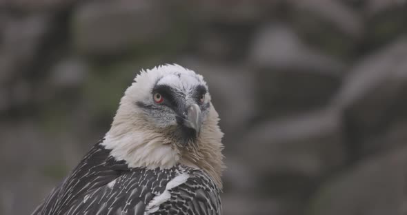 Bearded Vulture Gypaetus Barbatus Detail Portrait of Rare Mountain Bird