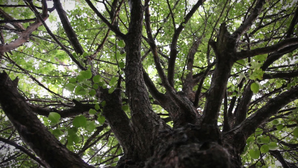 Smooth Movement Of Camera Along Tree Trunk