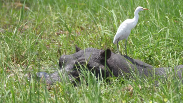 Great egret on the back of a hippo